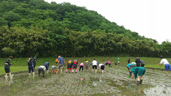 西塩子田植え